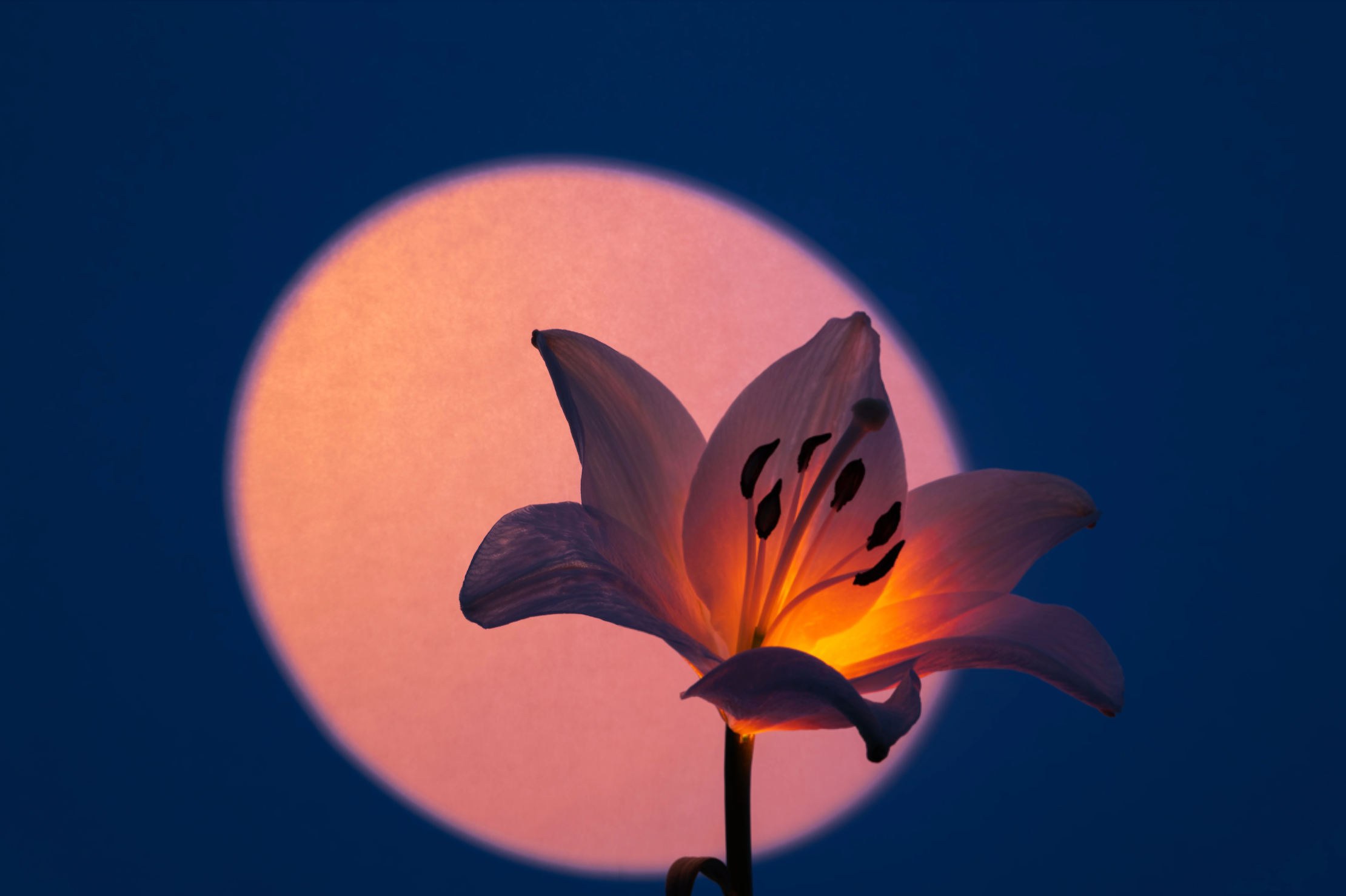 Flower Moon Ritual 2026: Manifesting Growth and Abundance This May