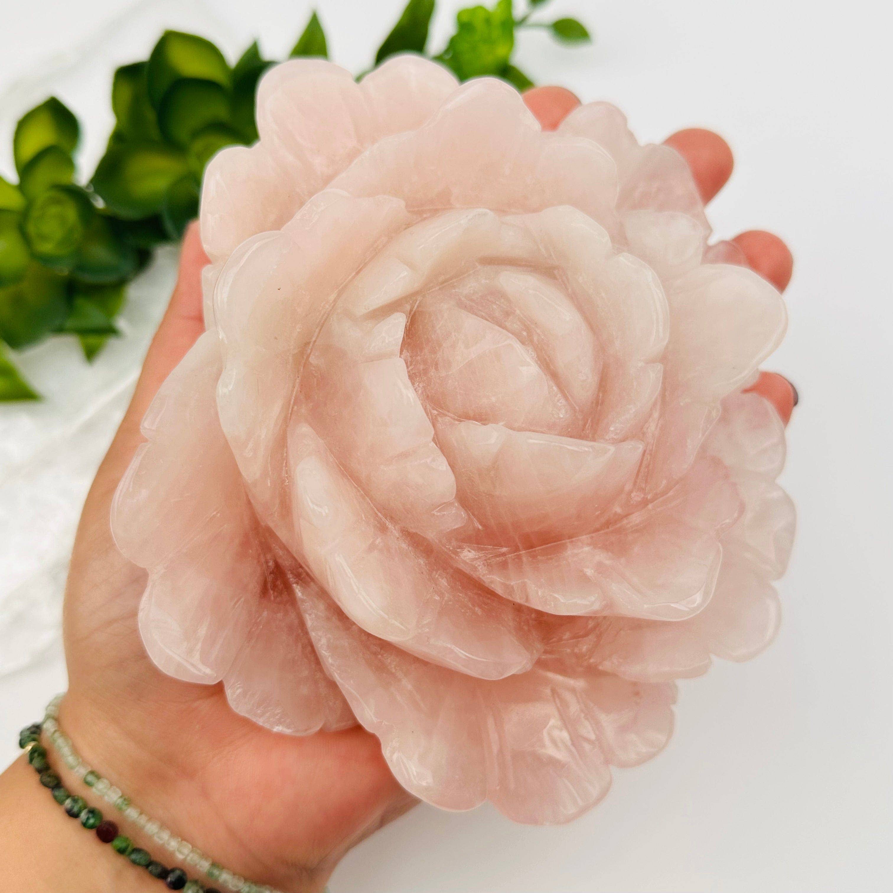Hand holding a large pink flower with a blurred green plant in the background