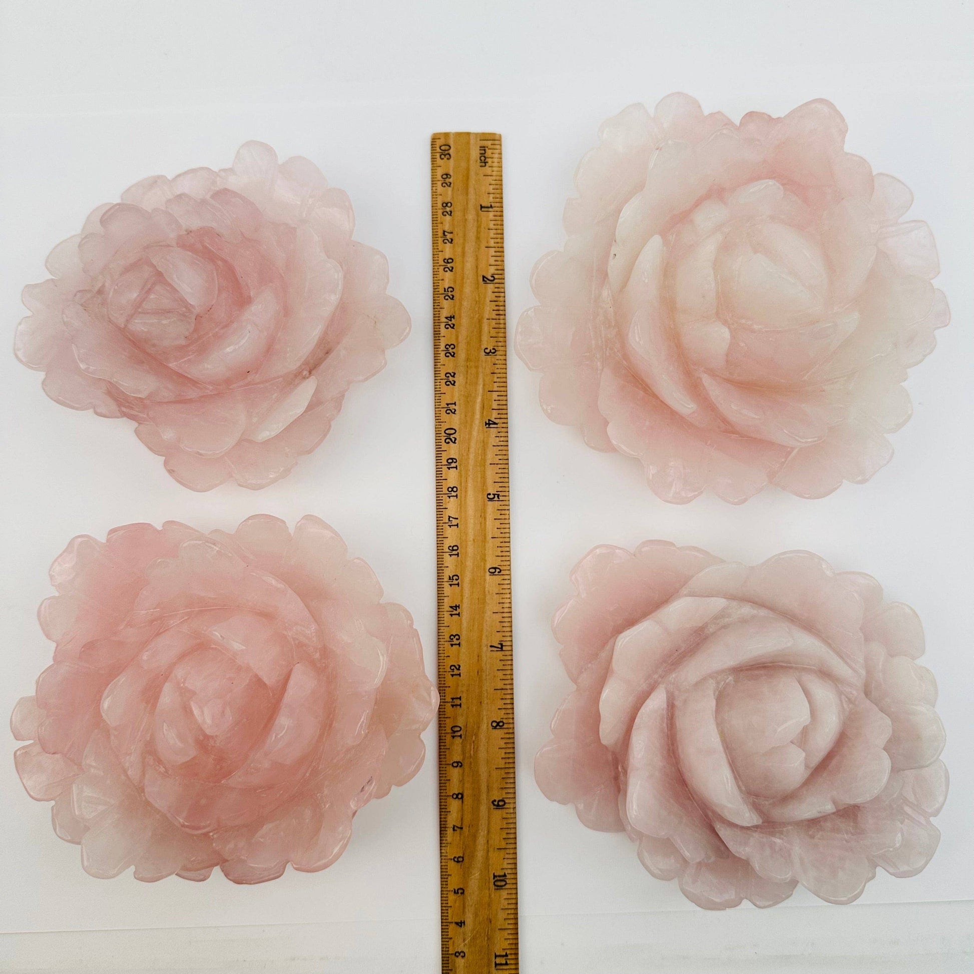 Four pink roses with a ruler for scale on a white background