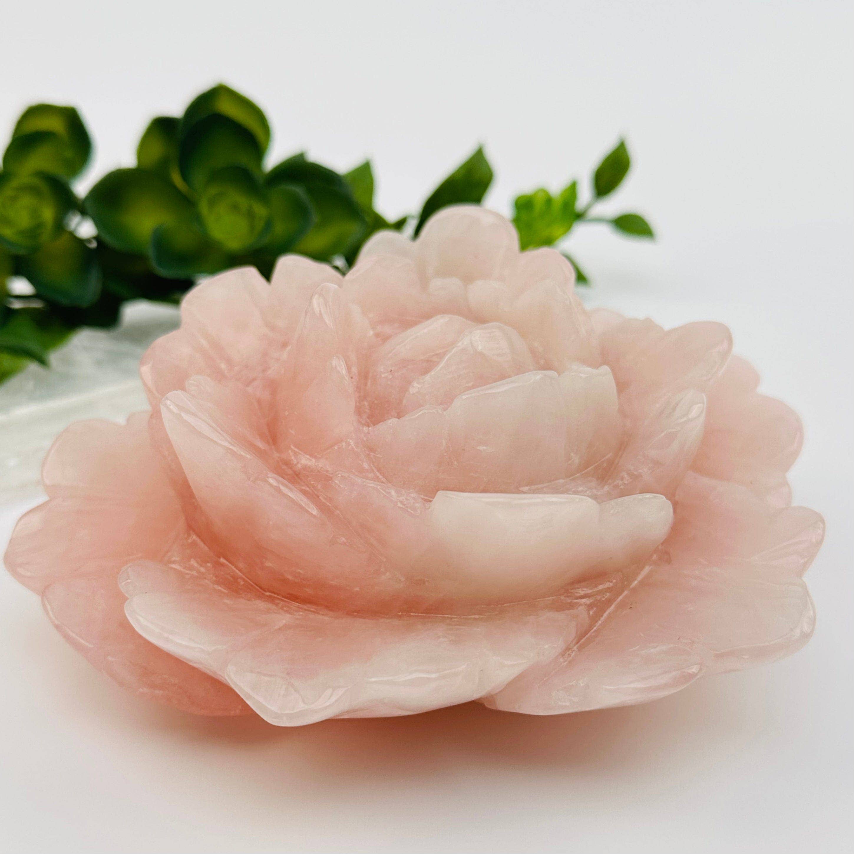 Pink stone flower on a white background with green leaves in the background